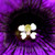 :iconsitastic:
