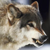 :iconsith-viper: