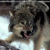 :iconsiuwolf: