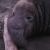 :iconsivler254:
