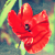 :iconsixteenpercent: