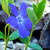 :iconsiya-photo: