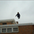 skatefreak662 :iconskatefreak662: