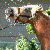 :iconskatemore: