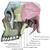 :iconskeletoncloyster:
