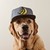 :iconsketcher29: