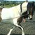 :iconskewbaldhorsey: