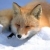 :iconski-fox: