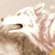 :iconskie-balloon: