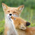 :iconskiewolf: