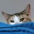 :iconskiler-the-blind: