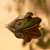 :iconskilly007: