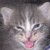 :iconskimma: