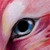 :iconskinny-fox: