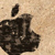 :iconskinny-j1300:
