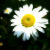 :iconskinny-love: