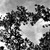 :iconskittle-cat: