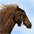 :iconskoping: