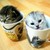 :iconskrillz16: