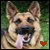 :iconskulls-for-angels: