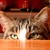 Skully-Keys :iconskully-keys:
