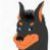:iconsky-beauceron: