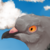 :iconsky-eagle29: