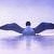 :iconsky-loon: