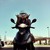 :iconsky-uchiha: