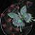 :iconsky-wolf: