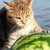 :iconsky8d: