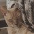 :iconskyelaschizophrenia: