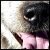 :iconskylarkk:
