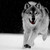 :iconskyler443: