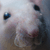 :iconskyrats:
