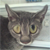 :iconskyshroudfalcon: