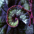 :iconskysquid: