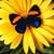 :iconskysyushka: