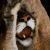 :iconskytalon: