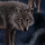 :iconskywood7: