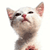 :iconslacksack: