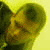 :iconslarew: