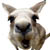 :iconsleepingmoose01:
