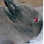 :iconsleepybunny: