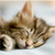:iconsleepyfan: