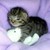 :iconsleepykittenonacloud: