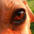:iconsleepypuggle: