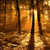 :iconsleepywoods: