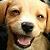 :iconsliceofdog: