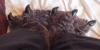 :iconslipperlove: